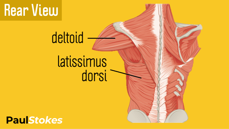 Reverse flyes work the posterior portion of the deltoids