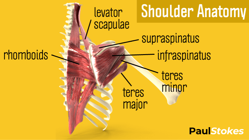 labelled anatomy diagram showing the rotator cuff muscles and how they are involved in reverse flyes