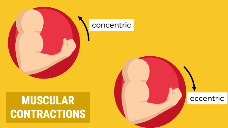 Diagram showing difference between concentric and eccentric muscle contractions during the biceps curl