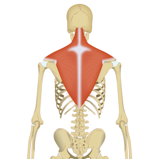 The shoulder shrug exercise targets the trapezius muscle of the upper back